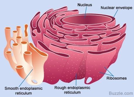 Cell organelles are sub cellular structures which do the compartmentalization and serves different. Smooth Endoplasmic Reticulum