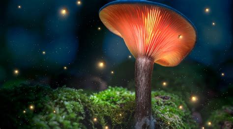 Psilocybin Psychedelic Mushrooms