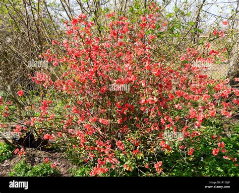 Bush With Pink Flowers Spring Flowering Shrubs Stock Photo Alamy