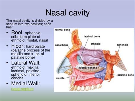 Roof Of Nasal Cavity Bones The Anatomy Of The Nose Dummies The