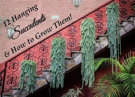 Tall narrow pots do not work so well but rather you should try some wide more shallow pots. What's the Difference Between Cactus and Succulents? | The ...