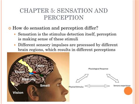 Ppt Psychology 1011 Midterm Review Powerpoint Presentation Free