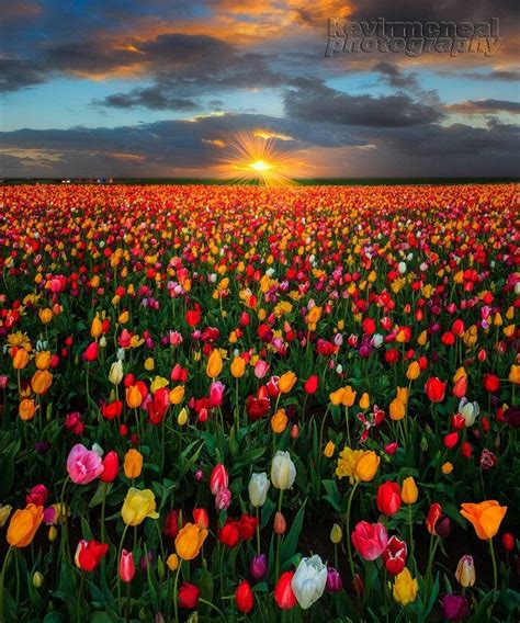 Beautiful Sunset Over Woodburn Tulip Fields In Oregon By My Friend
