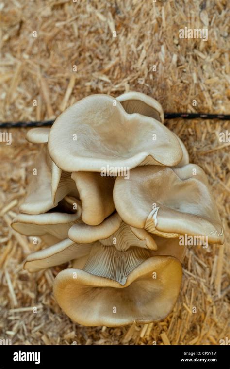 The Oyster Mushroom Pleurotus Ostreatus Edible Mushroom Stock Photo