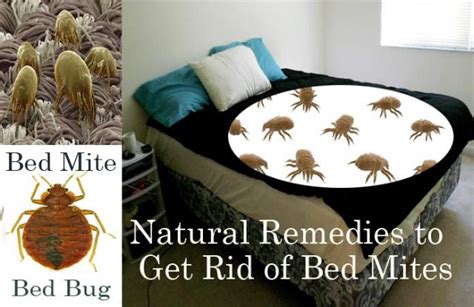 20 Natural Home Remedies To Get Rid Of Bed Mites Dust Mites In Bed