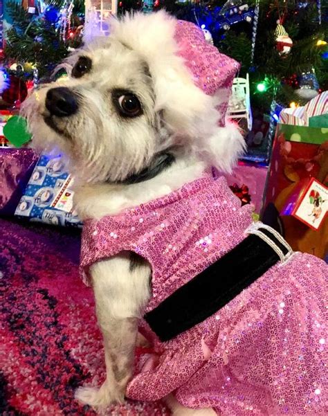 Rubies Sequin Mrs Claus Dog Dress Pink Baxterboo