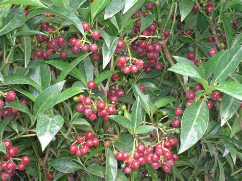 Native Florida Coffee Species Psychotria Ligustrifolia P Nervosa P