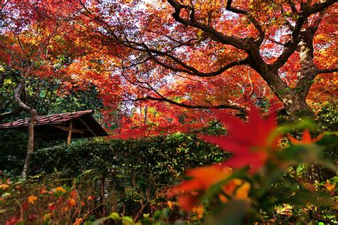 厭離庵（えんりあん） 京都フリー写真素材集：京都の神社・寺院・観光地・世界遺産の無料写真