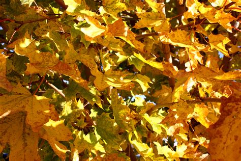 Yellow Fall Maple Leaves in Sunlight Texture Picture | Free Photograph | Photos Public Domain