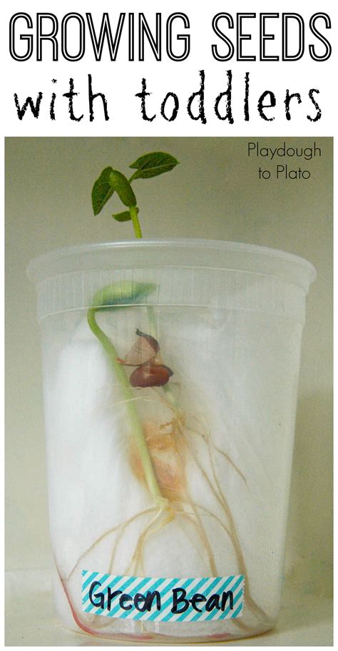 Growing Seeds with Toddlers - Playdough To Plato