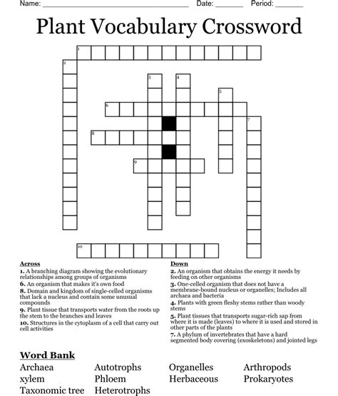 Plant Vocabulary Crossword Wordmint