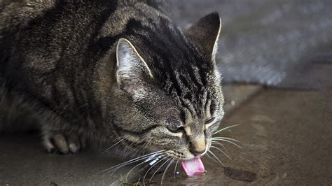 Alcohol contains ethanol which can cause symptoms of alcohol poisoning in animals similar to those in people, including intoxication, gastrointestinal irritation, respiratory distress vomiting, coma. Antifreeze Poisoning In Cats | Cat Health Advice | Vets4Pets