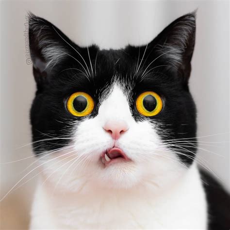 Meet Izzy The Cat With The Funniest Facial Expressions