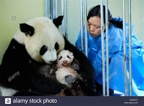Keeper Feeding Giant Panda Ailuropoda Melanoleuca Female Huan Huan