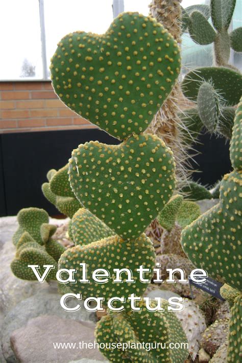 Valentine Cactus The Houseplant Guru