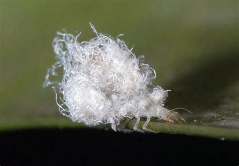 Make sure to at least watch the end.lacewing larvae are often called aphid lions because they are known for attacking and eating aphids. Green Lacewing larva 1 (Chrysopidae family sp1)