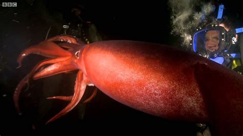 Swimming With A Humboldt Squid Deadly 60 Bbc Earth Youtube