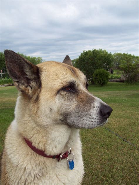 Akita Dog Profile Free Stock Photo Public Domain Pictures