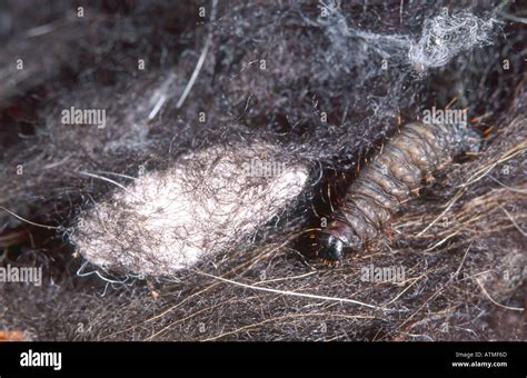 Clothes Moth Larva And Cocoon Stock Photo 3034988 Alamy