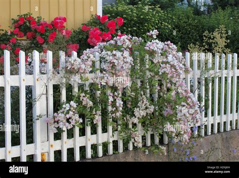 Flowers And Fence Stock Photo Alamy