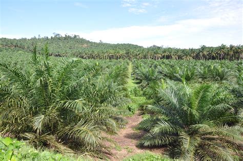 When extracted by pressing it is known as crude palm oil or cpo. Indonesian And Malaysian Palm Oil At A Crossroads | Frontera