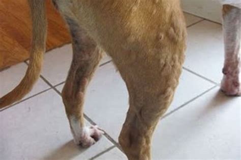Red Bumps On Dogs Skin 5 Causes And Treatment