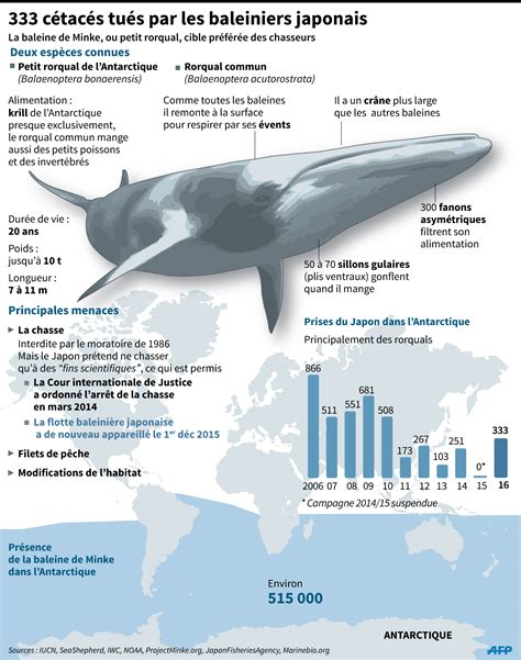 Comment S Appelle La Femelle De La Baleine - Chasse à la baleine : « Un crime international » - Toute l