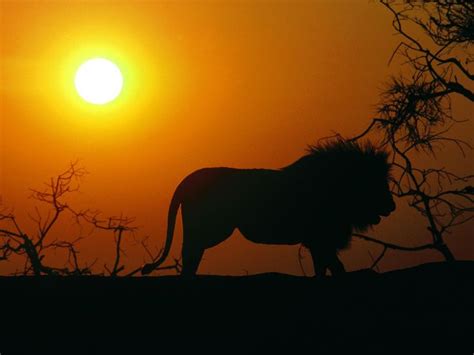 Lion In Africa At Sunset Barbaras Hd Wallpapers Lion Images Sunset