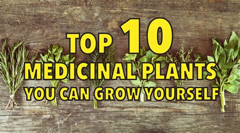 Top 10 job consultancies in hyderabad for freshers. Top 10 medicinal plants you can grow yourself