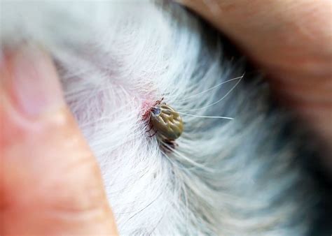 How To Remove A Tick 26 Questions Answered Head Removal