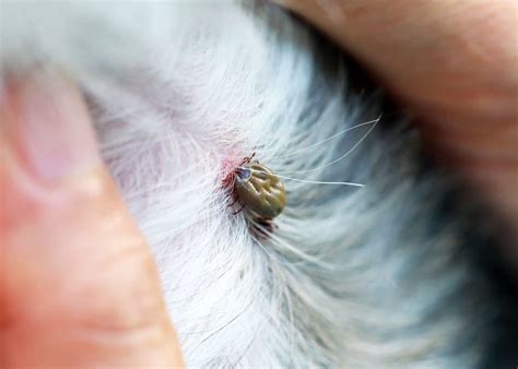 I just noticed a tag of skin behind my cats ear. How to Remove a Tick: 26 Questions Answered (Head Removal ...