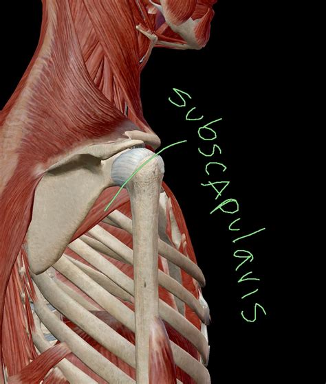 Subscapularis The Armpit Muscle
