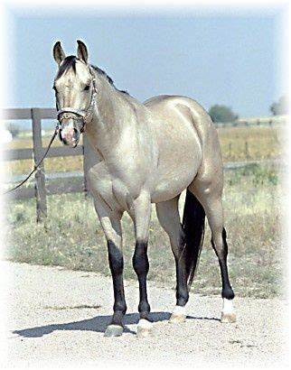 Buckskin refers to a coat color similar to the color of tanned deer hide, occurring due to the presence of cream dilution gene in a bay horse. Silver Buckskin Quarter Horse | Aygır, Atlar, Hayvanlar alemi