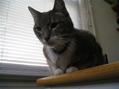 *manufacturer restricts additional discounts on. How Do Cats Get Ear Mites? | Cats, Cat ear mites, Mites