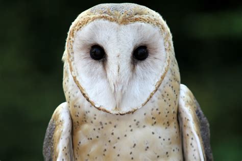 Alba and the ancient greek onomatopoeic name for an owl: Barn Owl - Cincinnati Zoo & Botanical Garden®