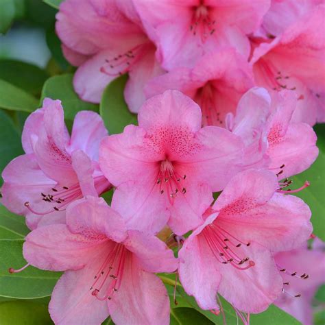 Apr 06, 2020 · 24. Pretty Pink Azalea Flowers Photograph by P S