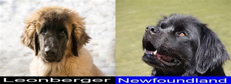 Is The Leonberger Better Than The Newfoundland As A Pet Answer Pupvs