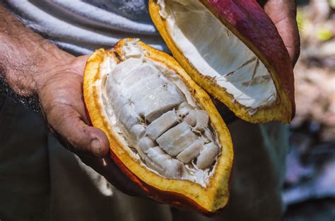 The Amazon Rainforest S Cacao Tree Rainforest Cruises