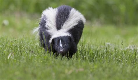 How To Identify Different Types Of Skunks Terminix