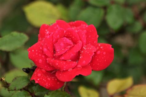Miniature Rose Bush—indoor Care Dengarden
