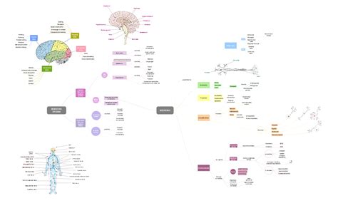 Nervous System Mind Map Imindq