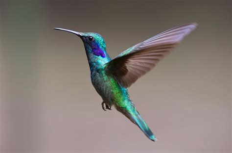 Free Images Bird Wing Fly Beak Hummingbird Colorful Fauna