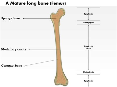 0514 A Mature Long Bone Medical Images For Powerpoint Powerpoint