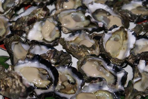 Sydney Rock Oysters To The Rescue Curious