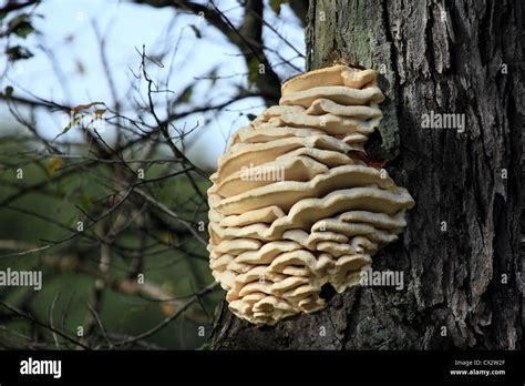 Tree Fungi On Maple Tree Hi Res Stock Photography And Images Alamy