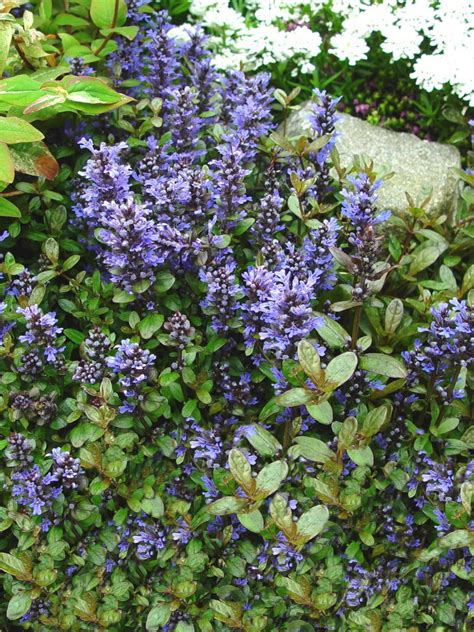 Ground Covers Provide Popular Lawn Substitute Whether