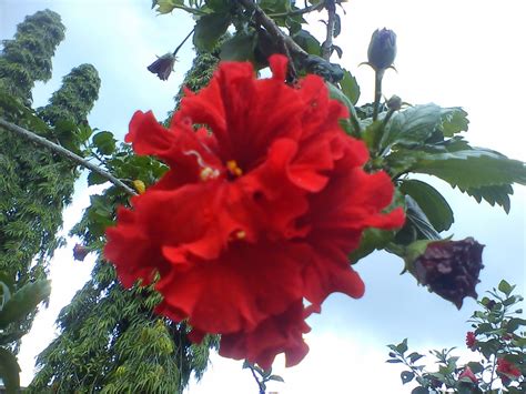 Maybe you would like to learn more about one of these? bunga raya: bunga kebangsaan kita..