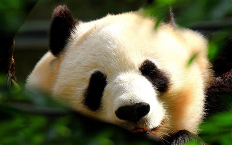Download Wallpapers Panda Muzzle Bears Funny Animals Pandas Cute