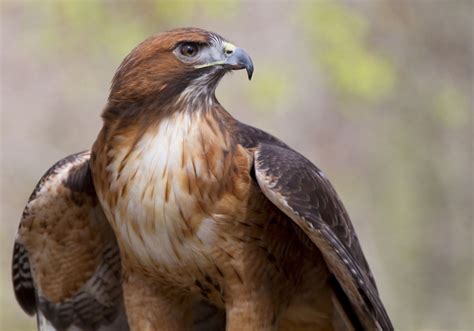 Pin By Christina Leinicke On Birds Of A Feather Red Tailed Hawk Hawk