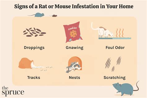 9 Signs Of A Rat Or Mouse Infestation In Your Home